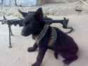 dog war