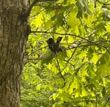 IMG_5936