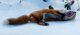 fox nuts