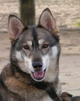 0 wolf content