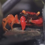 Geosesarma sp
