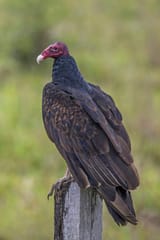 1200px-Turkey_vulture_-28Cathartes_aura-29_Orange_Walk_jpg