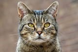 domestic-shorthair-cat-2-663936667