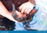 female-platypus-healesville-sanctuary-australia-loves-to-be-fed-have-her-tummy-scratched-platypus-healesville-170767591