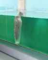 sup water dog_thumb.jpg