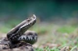 snake_2