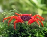 garnelio-krabbe-vampirkrabbe-tomato-geosesarma-spec