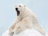 polarbear_orig