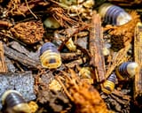 bumblebee-isopod-cubaris-sp-bumblebee-276397