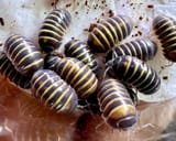 bumblebee-isopod-armadillidium-badium-casteldaccia-808857