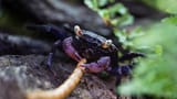 What+to+Feed+Vampire+Crabs