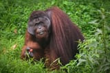 orangutan rambutan