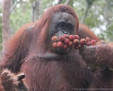 orangutan rambutan
