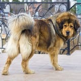 tibetan-mastiff-outdoors-gallery-1-min