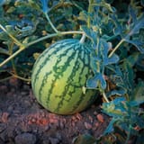 watermelon