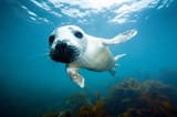 sealmain-8e576c9
