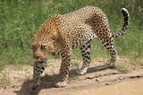 Leopard