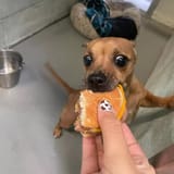 0_Rescue-dogs-treated-to-McDonalds-cheeseburger-day-go-viral-online