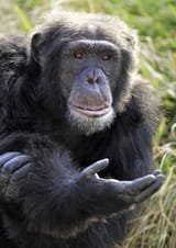 chimp hand