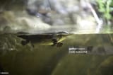 platypus2