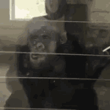 nodding-smoking-monkey-approves