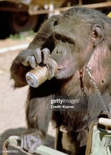 gettyimages-1636077651-612x612