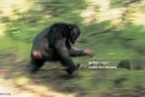 gettyimages-dv489017-1024x1024