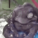 ape-monkey