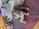 big hoss