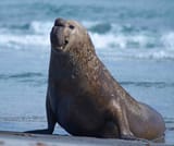 Male-elephant-seal-e1712190928510-775x650