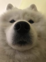 snufkinbutangry