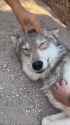 wolf streicheln_thumb.jpg