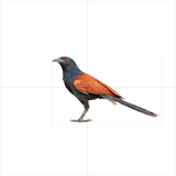 VCOG Bird