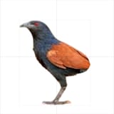 Bird without tail feathers VCOG