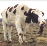 evil_bull