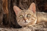 4-Edmund-Aylmer-African-wildcat-Kgalagadi