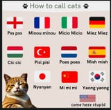how to call cats