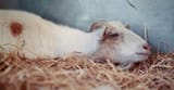 RoverPets_Part11_01_Heartbroken-Goat