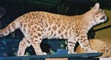 Pumapard5