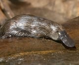 platypus-burrow