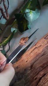 my-chorus-frog-romain-jumped-on-the-feeding-tongs-after-he-v0-w17vvstqdh2e1
