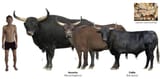 the-aurochs-and-its-less-impressive-domestic-cattle-v0-jbck46pvishb1