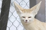 miffed_fenn