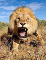 Lion Roar