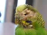 scaly-budgie