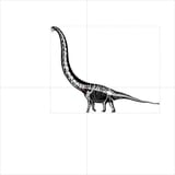 Mamenchisaurus hochuanensis skeletal VCOG