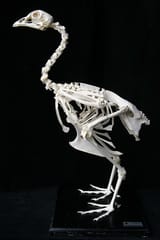 Gallus gallus skeleton