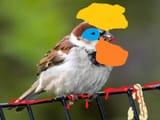 Scientifically accurate house sparrow