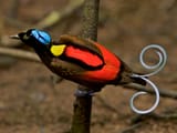 TheSpecies-featured