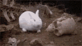killer-bun